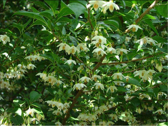 Styrax-japonica