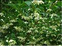 Styrax-japonica