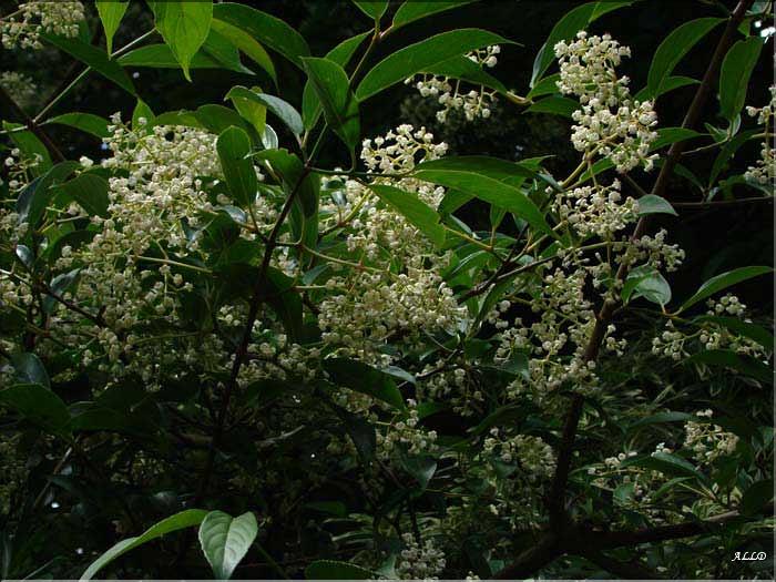 Viburnum-Henryi-(2)