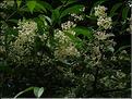 Viburnum-Henryi-(2)