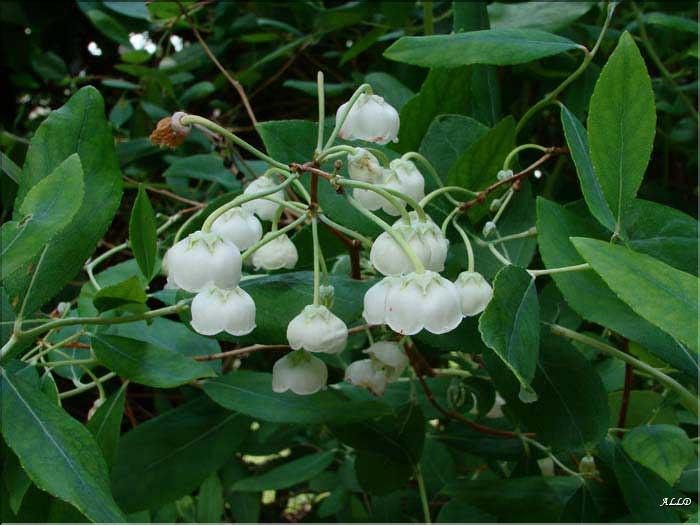 Zenobia-pulverulenta-(2)