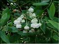 Zenobia-pulverulenta-(2)
