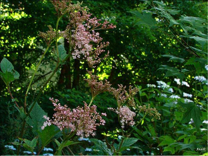 Filipendula