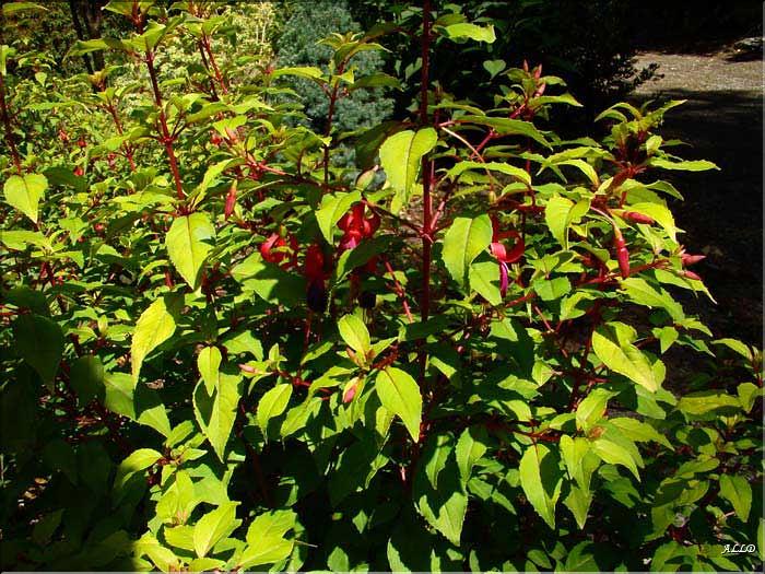 Fuchsia-Gunii