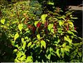 Fuchsia-Gunii