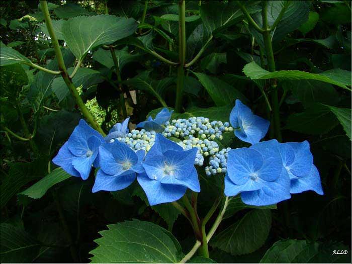 Hydrangea-Blaumeise