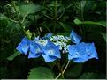 Hydrangea-Blaumeise