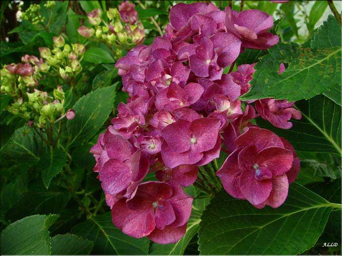 Hydrangea-Maman