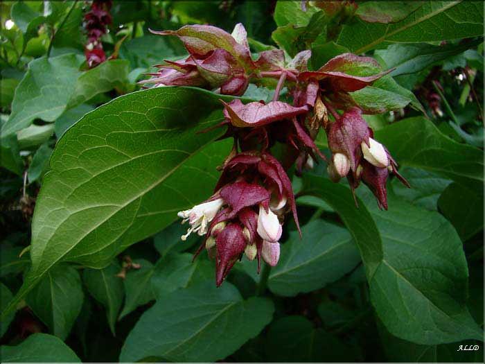 Leycesteria-Formosa