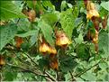 Abutilon-Kentish-Belle