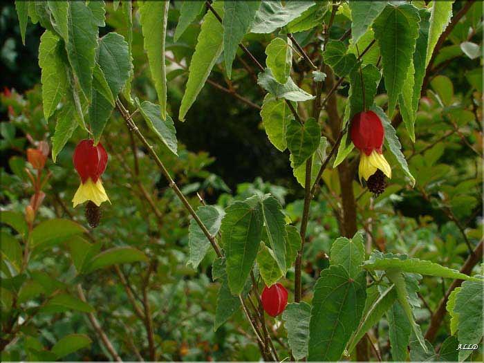 Abutilon-Megapotanicum