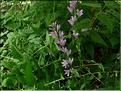 Adenophora-bulleyana
