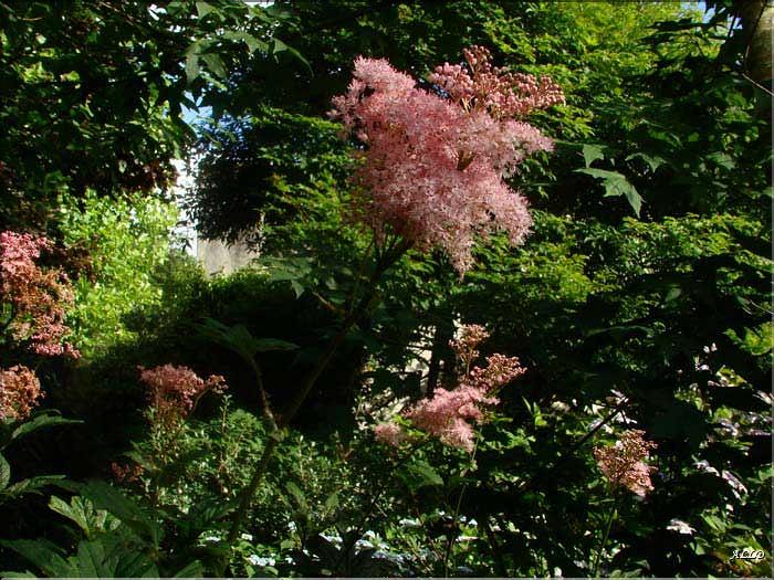 Filipendula-rosea