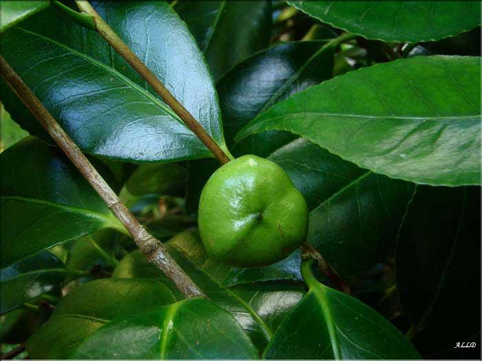 Fruit-de-camellia