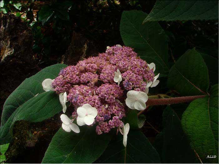 Hydrangea-Aspera-Macrophyll