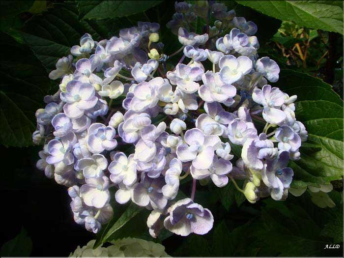 Hydrangea-Ayesha