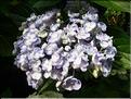 Hydrangea-Ayesha