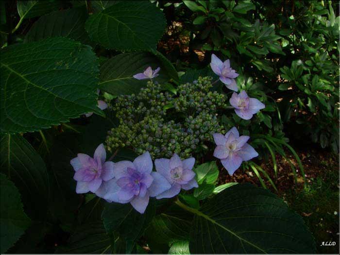 Hydrangea-Cassiopee