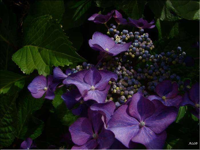 Hydrangea-Eisvogel