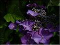Hydrangea-Eisvogel