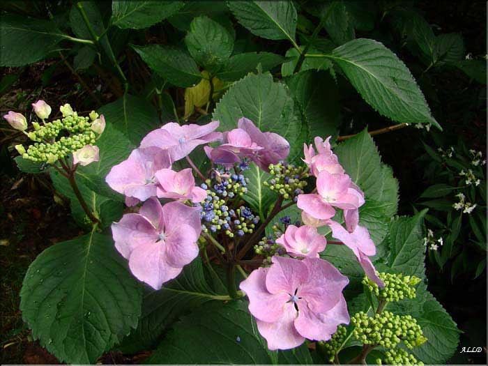 Hydrangea-Geisha