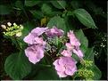 Hydrangea-Geisha