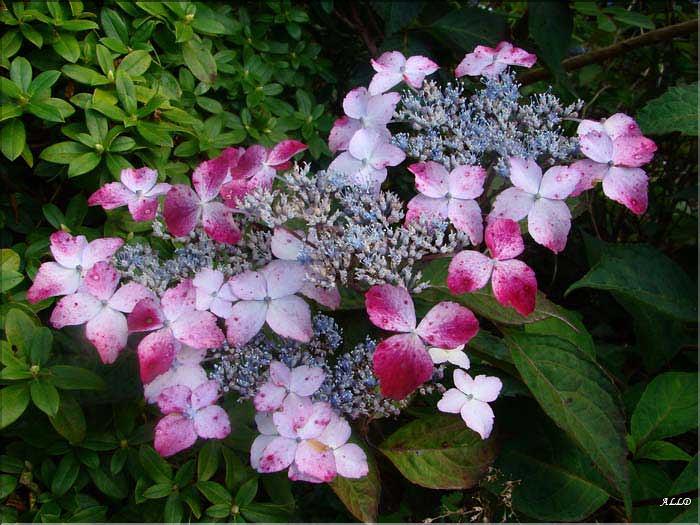 Hydrangea-Grayswood