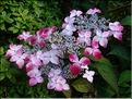 Hydrangea-Grayswood