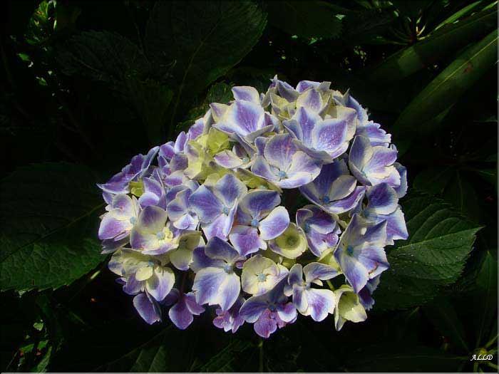 Hydrangea-Harlequin-(2)