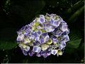 Hydrangea-Harlequin-(2)