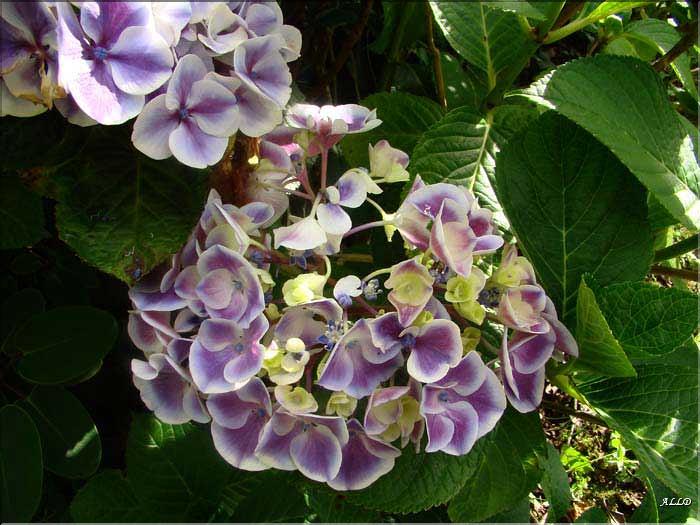Hydrangea-Harlequin