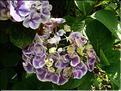 Hydrangea-Harlequin