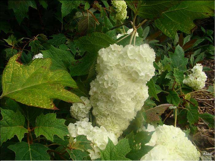 Hydrangea-Harmony