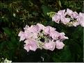 Hydrangea-Hobella