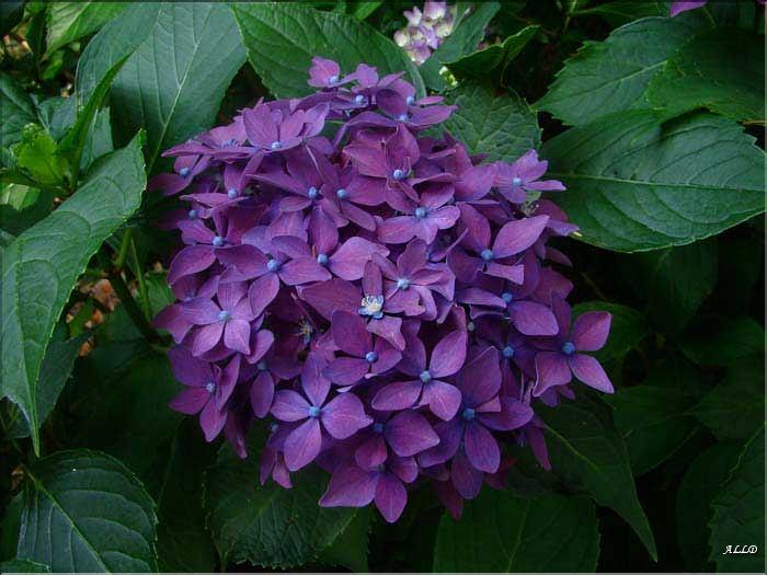Hydrangea-Hornli