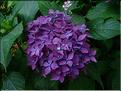 Hydrangea-Hornli