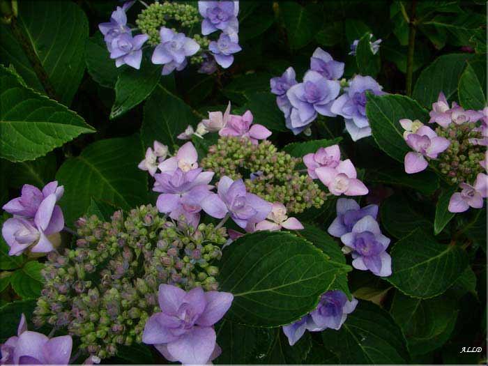 Hydrangea-Jogosaki