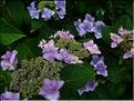 Hydrangea-Jogosaki