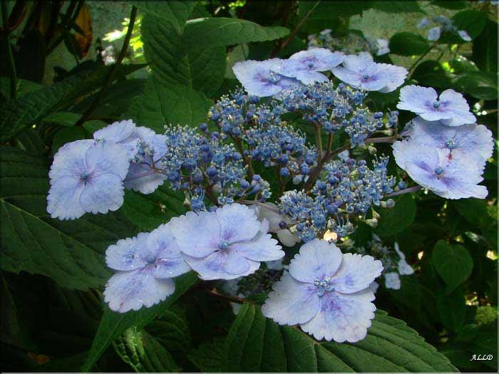 Hydrangea-Klaveren