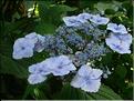 Hydrangea-Klaveren