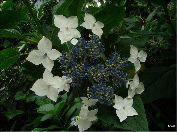Hydrangea-Lanarth-White