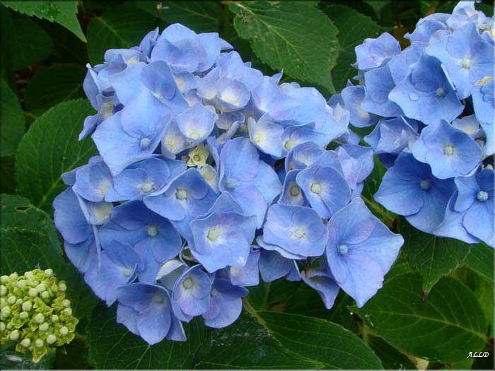 Hydrangea-Lemmenhof