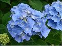 Hydrangea-Lemmenhof