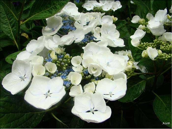 Hydrangea-Libelle