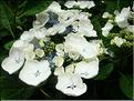 Hydrangea-Libelle