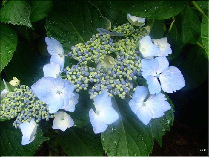 Hydrangea-Mariesi-lilacina