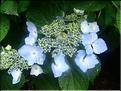Hydrangea-Mariesi-lilacina