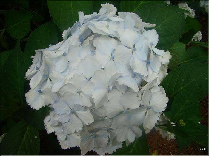Hydrangea-Mme-Emile-Mouillè