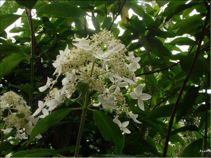 Hydrangea-Paniculata-Praeco