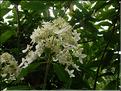 Hydrangea-Paniculata-Praeco